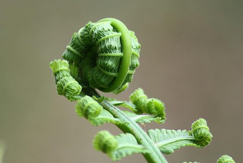 Votre guide végétarien débutant : astuces et recettes savoureuses